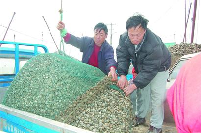红岛蛤蜊节周六开幕蛤蜊正肥 可尝百种小海鲜