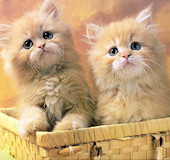 最可爱的动物宝宝 Cute！