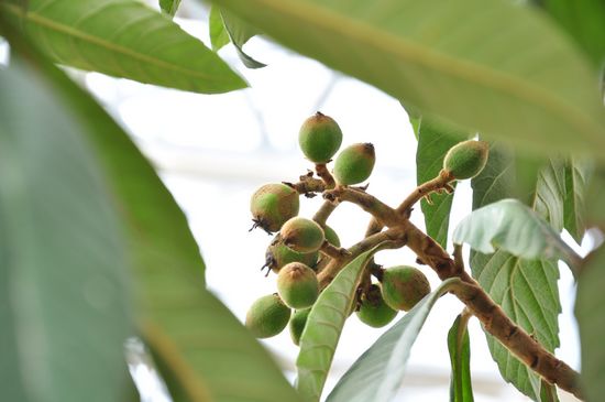 城阳打造首家热带观赏园 南国植物现青岛