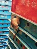 香港知名饼店泰昌饼家惊现肥鼠 店方道歉