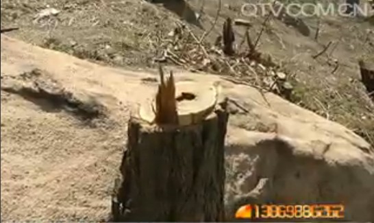 植物园后太平山遭疯狂砍树 幕后黑手成谜 植物园后太平山遭疯狂砍树 幕后黑手成谜