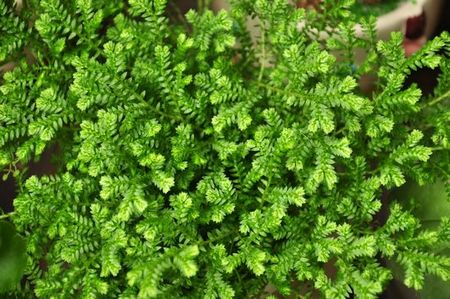 崂山枯桃花卉节开幕 万盆精美绿植亮相 崂山枯桃花卉节开幕 万盆精美绿植亮相