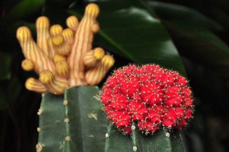 崂山枯桃花卉节开幕 万盆精美绿植亮相 崂山枯桃花卉节开幕 万盆精美绿植亮相