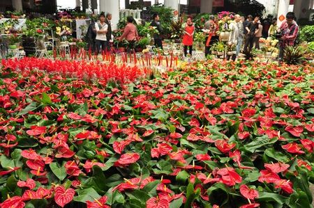 崂山枯桃花卉节开幕 万盆精美绿植亮相 崂山枯桃花卉节开幕 万盆精美绿植亮相