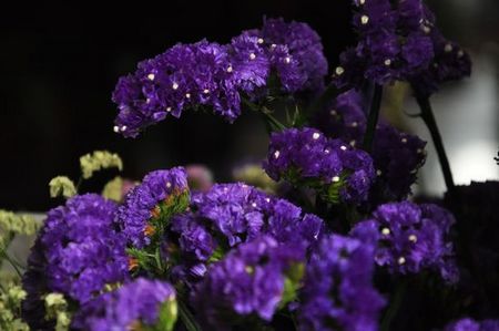 崂山枯桃花卉节开幕 万盆精美绿植亮相 崂山枯桃花卉节开幕 万盆精美绿植亮相