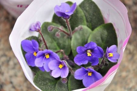 崂山枯桃花卉节开幕 万盆精美绿植亮相 崂山枯桃花卉节开幕 万盆精美绿植亮相