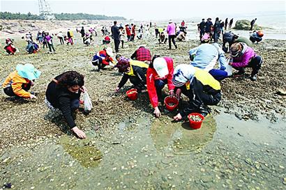红岛蛤蜊节低调开幕 红岛蛤蜊节低调开幕