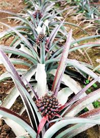 采摘园为揽客引进热带植物