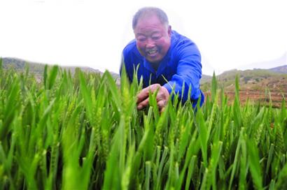 及时雨一到 麦苗“开口笑” 及时雨一到 麦苗“开口笑”