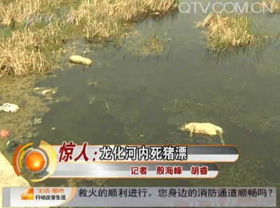 龙化河内漂死猪散发恶臭 大大小小二十多头
