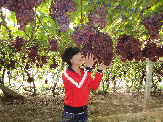 大泽山葡萄提前上市 最高售价每公斤80元