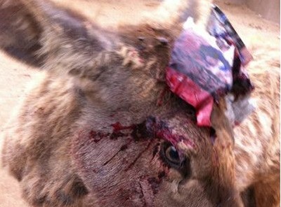 报纸当纱布违规割鹿茸 青岛动物园兽医被停职