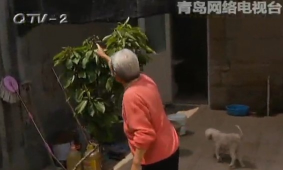 崂山泼猴无家可归跑住户家 辣手摧枝搞破坏 崂山泼猴无家可归跑住户家 辣手摧枝搞破坏