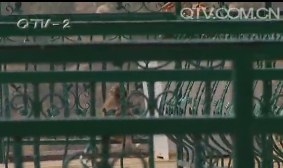 崂山泼猴无家可归跑住户家 辣手摧枝搞破坏 崂山泼猴无家可归跑住户家 辣手摧枝搞破坏