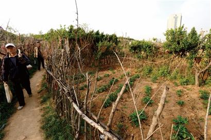 浮山等山地变身私人菜园 进山就像进农场