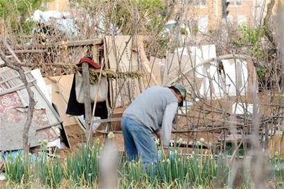 浮山等山地变身私人菜园 进山就像进农场