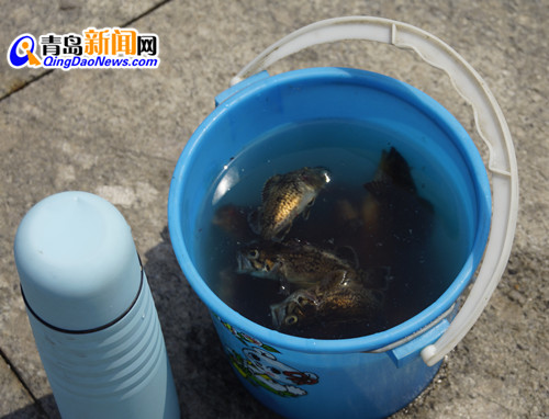 曝光浮山湾畔无德垂钓者 专钓5厘米长小鱼