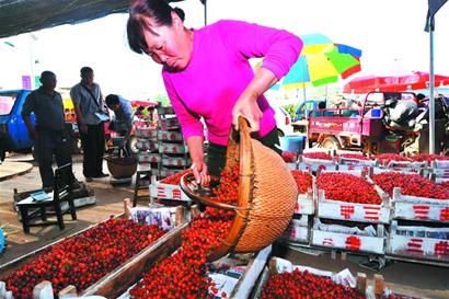 十地樱桃排队进青 价格上涨成水果中贵族