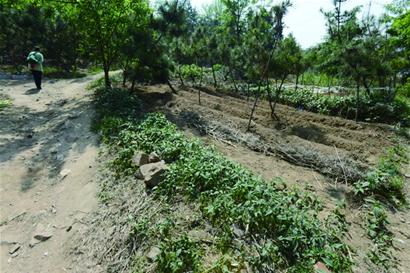 浮山圈地毁绿遭市民谴责 菜地等将被清理 浮山圈地毁绿遭市民谴责 菜地等将被清理