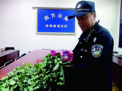 居民院里种起罂粟 或被拘留并罚款千元