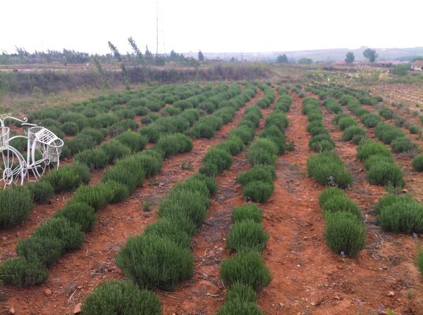 探访青岛唯一花田景区 浪漫薰衣草即将盛开