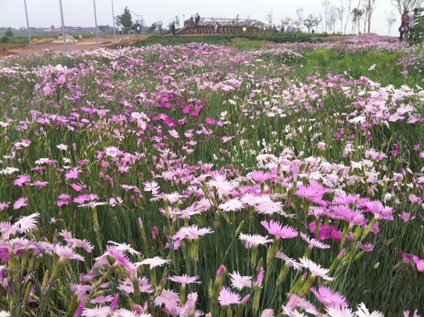 探访青岛唯一花田景区 浪漫薰衣草即将盛开