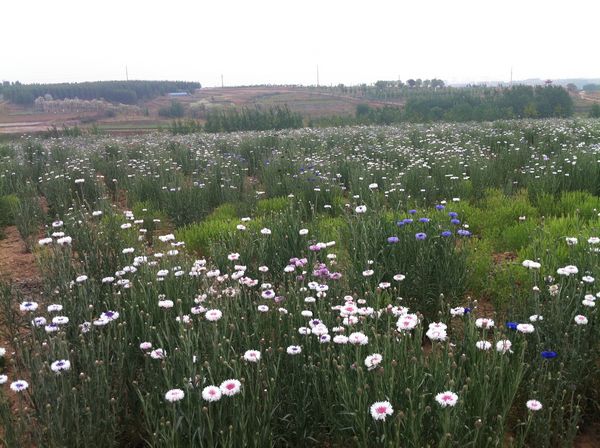 探访青岛唯一花田景区 浪漫薰衣草即将盛开