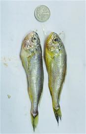 鲅鱼产量较往年大幅减少 恐步小黄花后尘