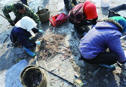 鲅鱼产量较往年大幅减少 恐步小黄花后尘