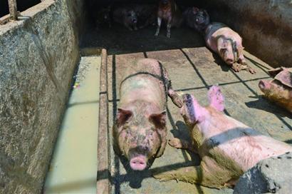 山村藏11个泔水猪养殖场