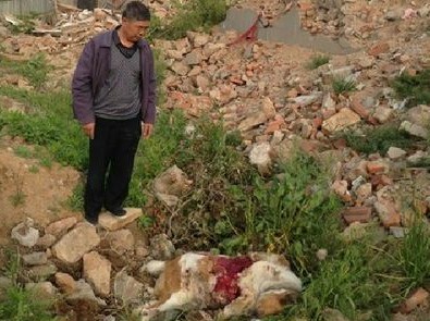 青岛两民居深夜被拆狗被杀 负责人称操作失误