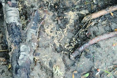 青岛110处遭白蚁入侵 专家出招人蚁大战 青岛110处遭白蚁入侵 专家出招人蚁大战