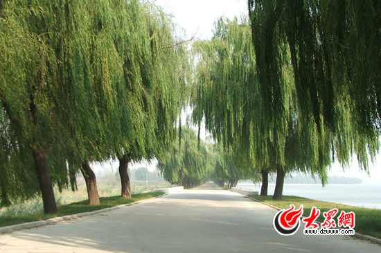 峡山湖国家湿地公园的环湖公路。