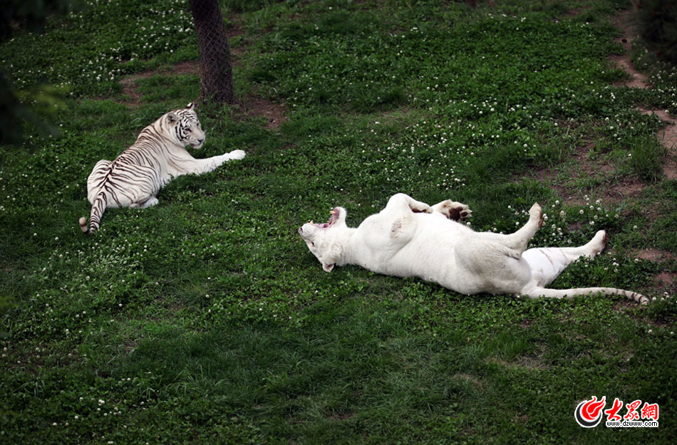 西霞口神雕山野生动物自然保护区位于威海的荣成市成山镇西霞口村东北处，临海兀立，山势陡峭。总投资已超过1亿元，全区占地3800亩，是全国最大的、风格最独特的海岸野生动物自然保护区。