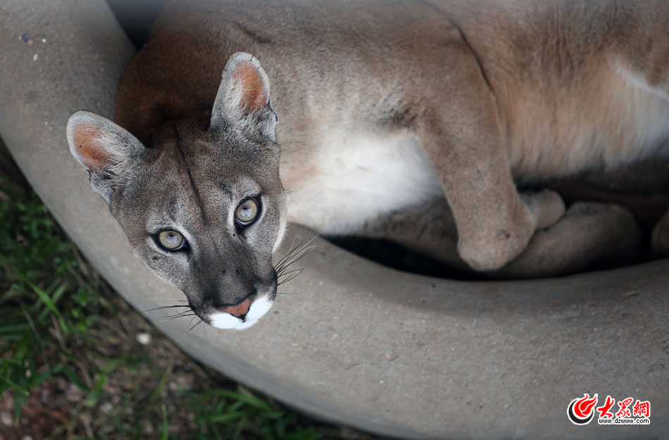 西霞口神雕山野生动物自然保护区位于威海的荣成市成山镇西霞口村东北处，临海兀立，山势陡峭。总投资已超过1亿元，全区占地3800亩，是全国最大的、风格最独特的海岸野生动物自然保护区。