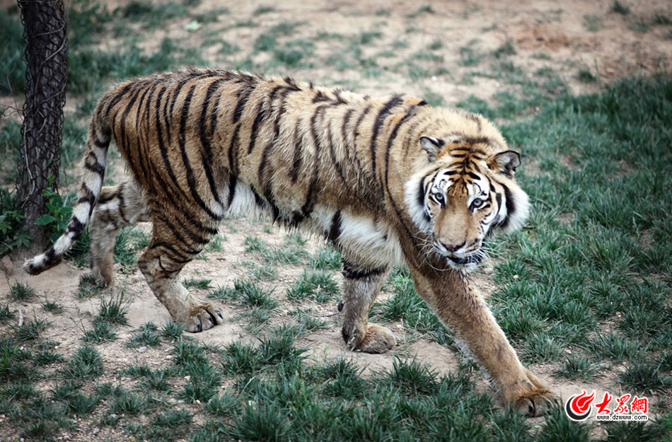 西霞口神雕山野生动物自然保护区位于威海的荣成市成山镇西霞口村东北处，临海兀立，山势陡峭。总投资已超过1亿元，全区占地3800亩，是全国最大的、风格最独特的海岸野生动物自然保护区。