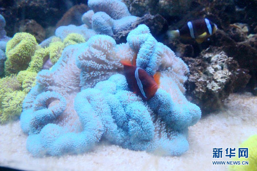 泉城海洋极地世界：躲在珊瑚中的小丑鱼