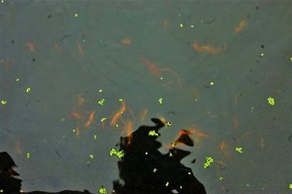 胶州少海湖大批湖虾死亡 员工:产卵挤死的