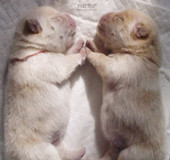 我爱的小萌物们（二）