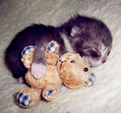 这个世界“萌”才是王道！