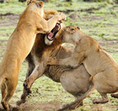 盘点动物出丑瞬间 让人无语的不争气动物