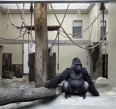 动物园圈养动物忧郁瞬间