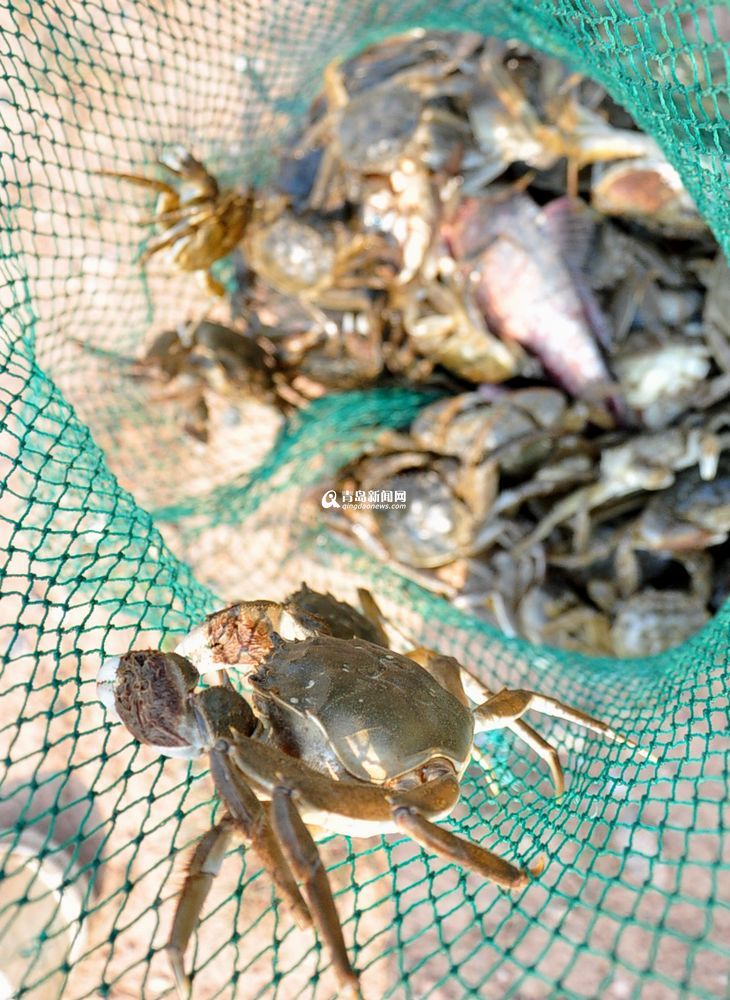 盛夏大沽河水草丰美 大闸蟹一小时抓十斤
