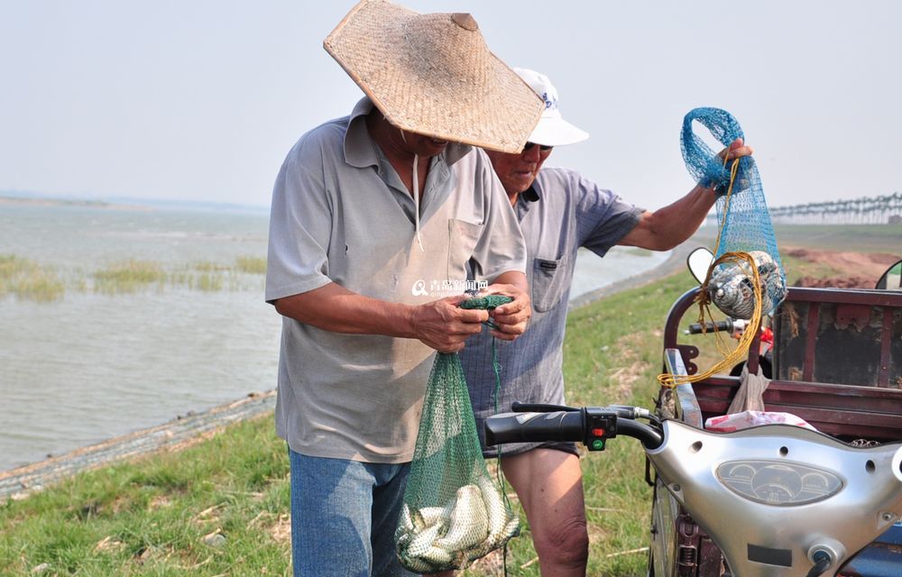盛夏大沽河水草丰美 大闸蟹一小时抓十斤