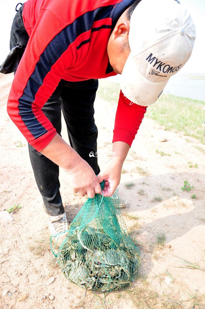 盛夏大沽河水草丰美 大闸蟹一小时抓十斤