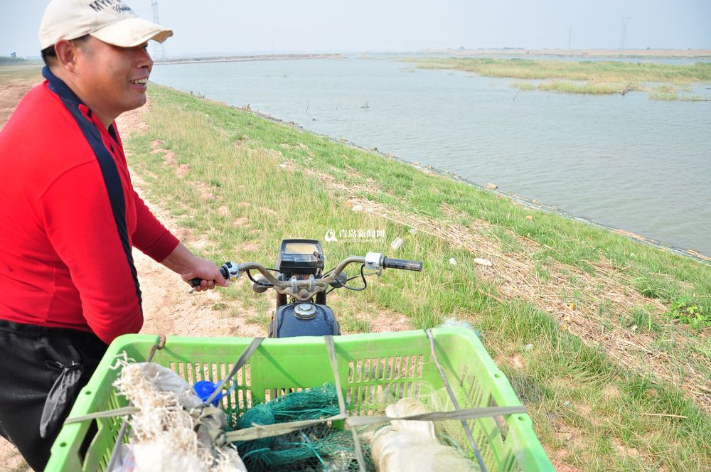 盛夏大沽河水草丰美 大闸蟹一小时抓十斤 盛夏大沽河水草丰美 大闸蟹一小时抓十斤