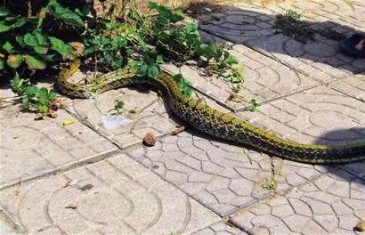 1米半长贪吃蛇藏身厨房 吃老鼠肚子被卡住