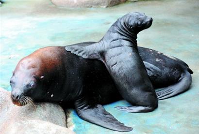 水族馆海狮产下幼崽 小海狮憨态可掬