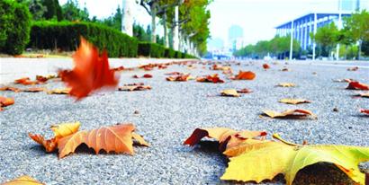 昨夜风来晚 今明秋更浓