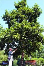 青岛南北方临界植物多 独特气候成就多样性